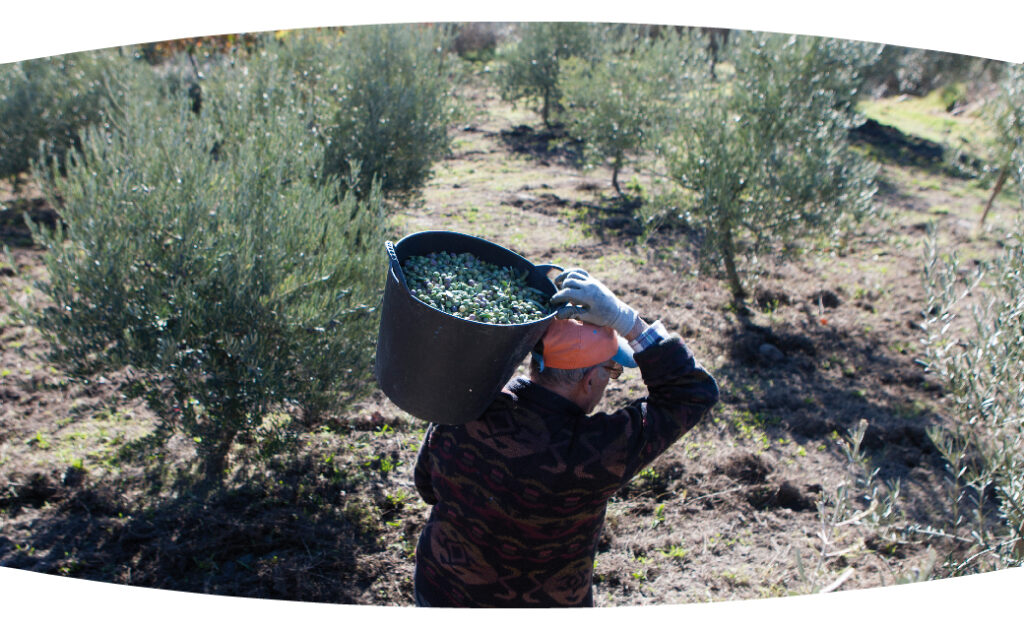 Aceites-Abril-Colleita -Propia-como-plantar-olivos