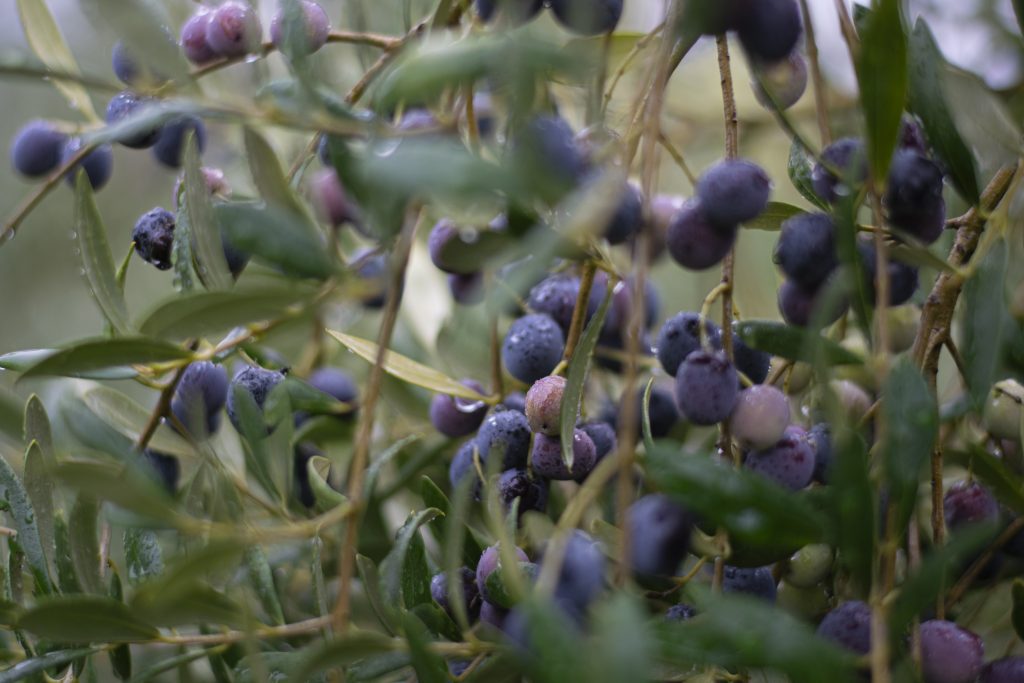 un proyecto con valor medioambiental y social