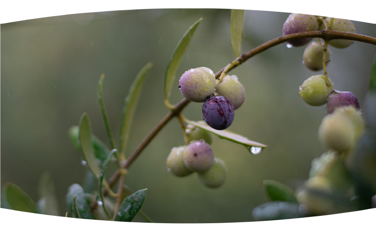 ABRIL COLLEITA PROPIA 2025 ESPERA ALCANZAR LOS 50.000 KG DE OLIVAS